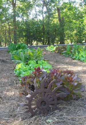 Vegetable Garden Quotes Pictures