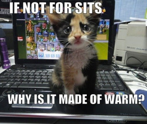 Funny photos funny cute sad cat warm keyboard computer