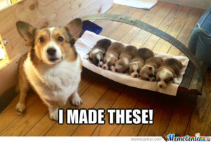 Are Corgis Overtaking Cats in Interweb Pawpularity? - Cat Lifestyle ...