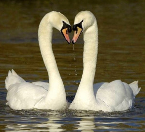 Swans via Bird's Eye View at www.Facebook.com/aBirdsEyeViewForYou