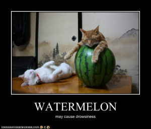 even a watermelons is national watermelon day the world post