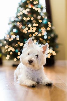 Merry Christmas Westie! Santa---please bring me a little cesear dog ...