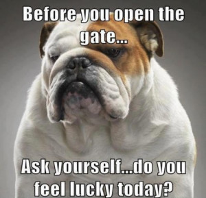 Funny English Bulldog Memes 23 great bulldog meme's to