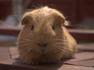 guinea pig costs $2,905 over its lifetime