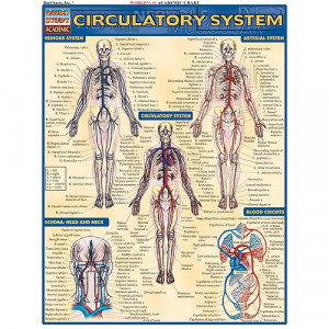 Circulatory System Study Chart Xump