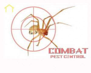 YOU ARE HERE: Pest Control in Sandton