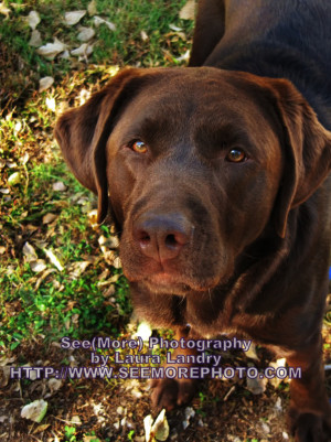 Chocolate Lab looking up at the camera, standing in green grass ...
