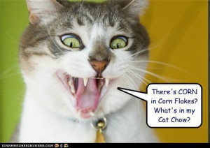 Funny-Cats-animal-humor-17386141-500-3541.jpg
