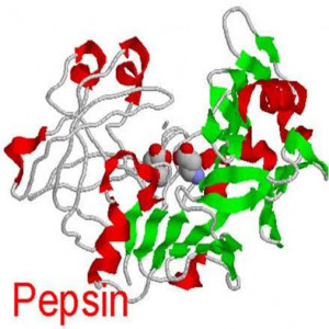 pepsin enzyme molecule chemical structure