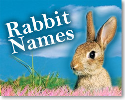 Team Rabbitbreeds Blog