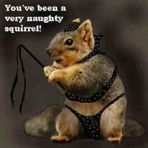 Funny Squirrel (24)