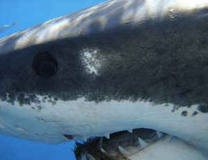 ... and you know the thing about a shark he s got lifeless eyes black eyes