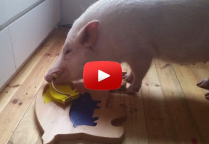 Are Pigs Smart