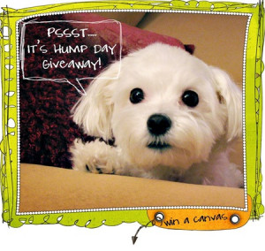 so, I thought I’d make it into a Hump Day Giveaway post!