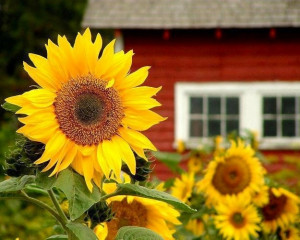 Sunflowers image via Carol's Country Sunshine on Facebook