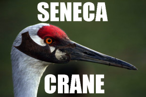 Katniss peeta seneca crane Seneca hungergames seneca crane's beard ...