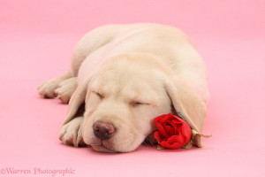 WP25381 Yellow Labrador Retriever bitch pup, 10 weeks old, sleeping ...