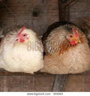 Two Chickens Roosting