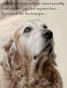 ... dogs quotes things golden girls sweets dogs things retriever quotes