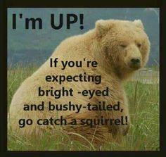 Funny. Puns. Animal humor. Wake up joke. Early morning humor. Bear ...