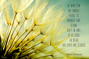 FemLaBru › Portfolio › Albert Einstein's Dandelion