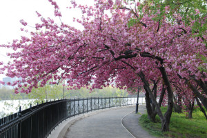 Thread: Cherry Blossom Tree