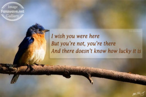 bird-sad-quotes-lonely-quotes-loneliness-missing-you-quote-quotations ...