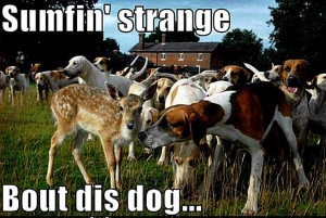 Blog Funny Deer...