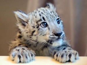 Snow leopard cub currently wowing California
