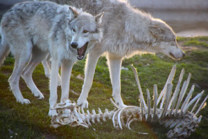 Gray wolves and bones. The photographer noted, “My, what big teeth ...