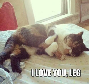 ... both paws and rub her face all over her foot. It was like true love