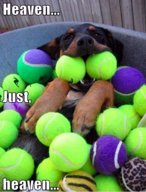 ... in dogs tagged ball dogs happy rottweiler tennis balls leave a reply