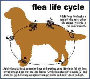 flea season is upon us flea prevention however does not always require ...