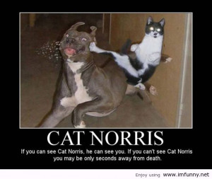 Very Cute Funny Cat Norris Meme Picture >
