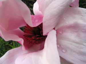 Magnolia Flower Meaning Buzzle