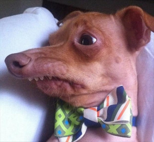 Top 8 Pictures of Most Ugliest Dogs in the World