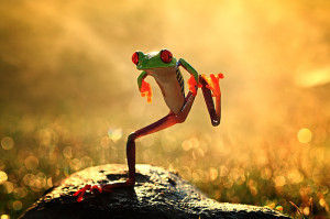 funny frog Macro Photography