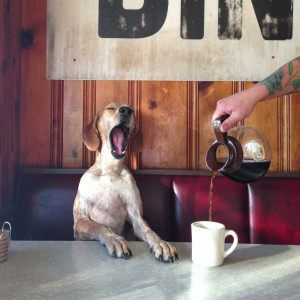 Dog yawns as man pours him some coffee
