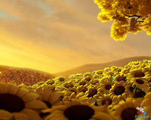 Beautiful Sunflower Desktop Wallpapers