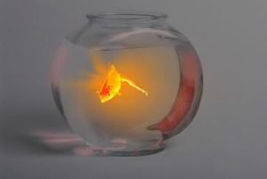 Glowing Goldfish Picture