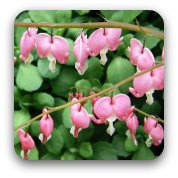 Not Stand Grave And Weep...