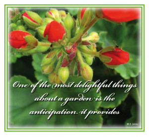 G03 Geranium - 'Anticipation'