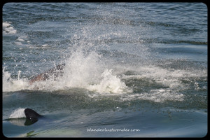 Whale Killer Whales Hunting