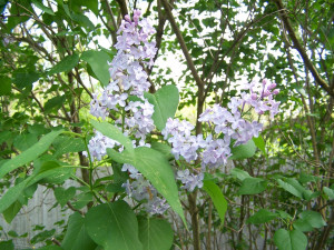 The lilacs in the back yard are exceptionally pretty this year - maybe ...