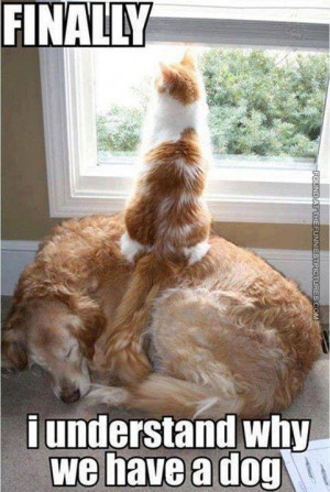 Funny cat and dog pictures