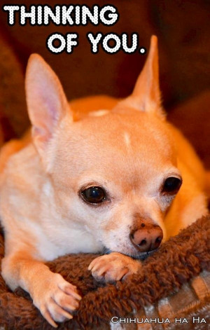 Thinking of you Chihuahua quote via www.Facebook.com/ChihuahuaHaHa