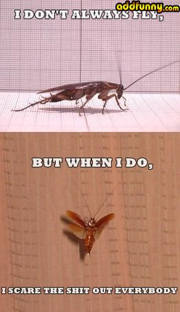 Related Pictures funny cockroach pictures images quotes just jpg