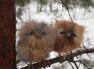 Cute baby owls.