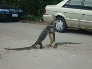 Funny photos funny lizards hugging fighting
