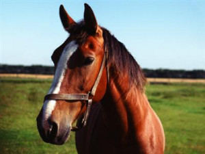 Inspiring Quotes About Horses